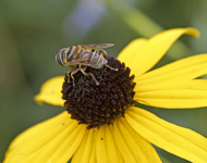 Bee on Rudbeckia 2035